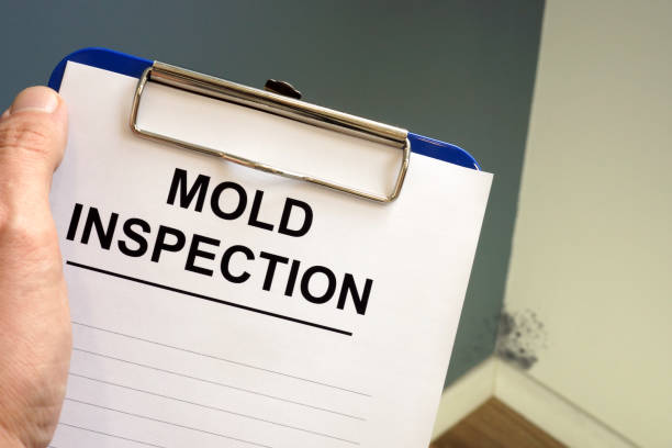 Why You Should Choose Our Mold Remediation Services in Springfield, OR